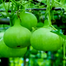 High Variety Gol Lau Seeds Brand Pack 0.1gm image