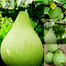 High Variety Gol Lau Seeds Brand Pack 0.1gm image
