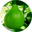 High Variety Gol Lau Seeds Brand Pack 0.1gm image