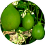 High Variety Gol Lau Seeds Brand Pack 0.1gm image