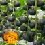 High Yield Japanese Pumpkin Seeds Black - 10 Seed image