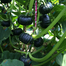 High Yield Japanese Pumpkin Seeds Black - 10 Seed image