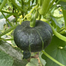 High Yield Japanese Pumpkin Seeds Black - 10 Seed image