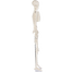 Human Skeleton Model For Anatomy Student - 34 Inches image