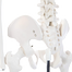 Human Skeleton Model For Anatomy Student - 34 Inches image