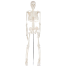 Human Skeleton Model For Anatomy Student - 34 Inches image