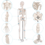 Human Skeleton Model for Anatomy Student image