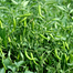 Hybrid All Season Chili Re-Pack (Indian) Seeds - 0.1gm image