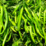 Hybrid All Season Chili Re-Pack (Indian) Seeds - 0.1gm image