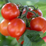Hybrid BARI-11 Tomato Seeds Re-Pack 1gm image