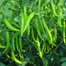 Hybrid Bijli Plus Chilli Seeds image