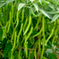 Hybrid Bijli Plus Chilli Seeds image