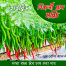 Hybrid Bijli Plus Chilli Seeds image