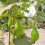 Hybrid Bindu Lau 10 Pcs Seeds Re-Pack THAILAND image