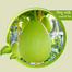 Hybrid Bindu Lau 10 Pcs Seeds Re-Pack THAILAND image