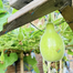 Hybrid Bindu Lau 10 Pcs Seeds Re-Pack THAILAND image
