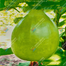 Hybrid Bindu Lau 10 Pcs Seeds Re-Pack THAILAND image