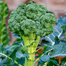 Hybrid Broccoli Seeds 10 Pcs Re-Pack (JAPAN) image