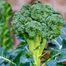 Hybrid Broccoli Seeds 10 Pcs Re-Pack (JAPAN) image