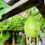 Hybrid F1 Bindu Lau Seeds Re-Pack (Thailand) - 5 Pcs image
