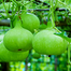 Hybrid F1 Bindu Lau Seeds Re-Pack (Thailand) - 5 Pcs image