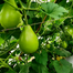 Hybrid F1 Bindu Lau Seeds Re-Pack (Thailand) - 5 Pcs image