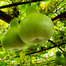 Hybrid F1 Bindu Lau Seeds Re-Pack (Thailand) - 5 Pcs image