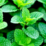 Hybrid F1 Pudina Seeds Intact Pack - 1 gm image