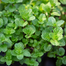 Hybrid F1 Pudina Seeds Intact Pack - 1 gm image