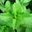 Hybrid F1 Pudina Seeds Intact Pack - 1 gm image