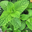 Hybrid F1 Pudina Seeds Intact Pack - 1 gm image