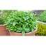 Hybrid F1 Pudina Seeds Intact Pack 5gm image