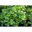 Hybrid F1 Pudina Seeds Intact Pack 5gm image