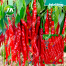 Hybrid Imported Long Hot Chili Seeds Intact Pack -10gm image