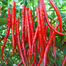 Hybrid Imported Long Hot Chili Seeds Intact Pack -10gm image