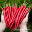 Hybrid Imported Long Hot Chili Seeds Intact Pack -10gm image