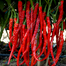Hybrid Imported Long Hot Chili Seeds Intact Pack -10gm image
