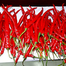 Hybrid Imported Long Hot Chili Seeds Intact Pack -10gm image