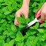 Hybrid Imported Mint Seeds Intact Pack - 5gm image