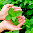 Hybrid Imported Mint Seeds Intact Pack - 5gm image