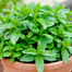 Hybrid Imported Mint Seeds Intact Pack - 5gm image