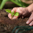 Hybrid Imported Mint Seeds Intact Pack - 5gm image