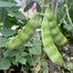 Hybrid Kerala King Shim Intact Packet Seeds -10Gram image