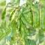Hybrid Kerala King Shim Intact Packet Seeds -10Gram image