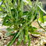 Hybrid Kerala King Shim Intact Packet Seeds -10Gram image