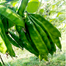 Hybrid Kerala King Shim Intact Packet Seeds -10Gram image