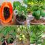 Hybrid Papaya First Lady 5 Pcs Seed image