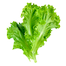 Hybrid Winter Lettuce Imported From China Intact Pack 500 Seeds image