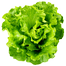 Hybrid Winter Lettuce Imported From China Intact Pack 500 Seeds image
