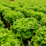 Hybrid Winter Lettuce Imported From China Intact Pack 500 Seeds image